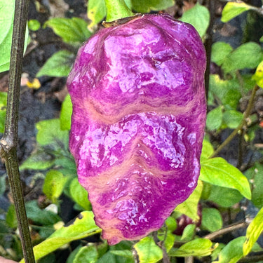 Jay's Pink Purple Ghost Scorpion - Seeds - The Pepper Pantry (Formerly Marie Sharp's)